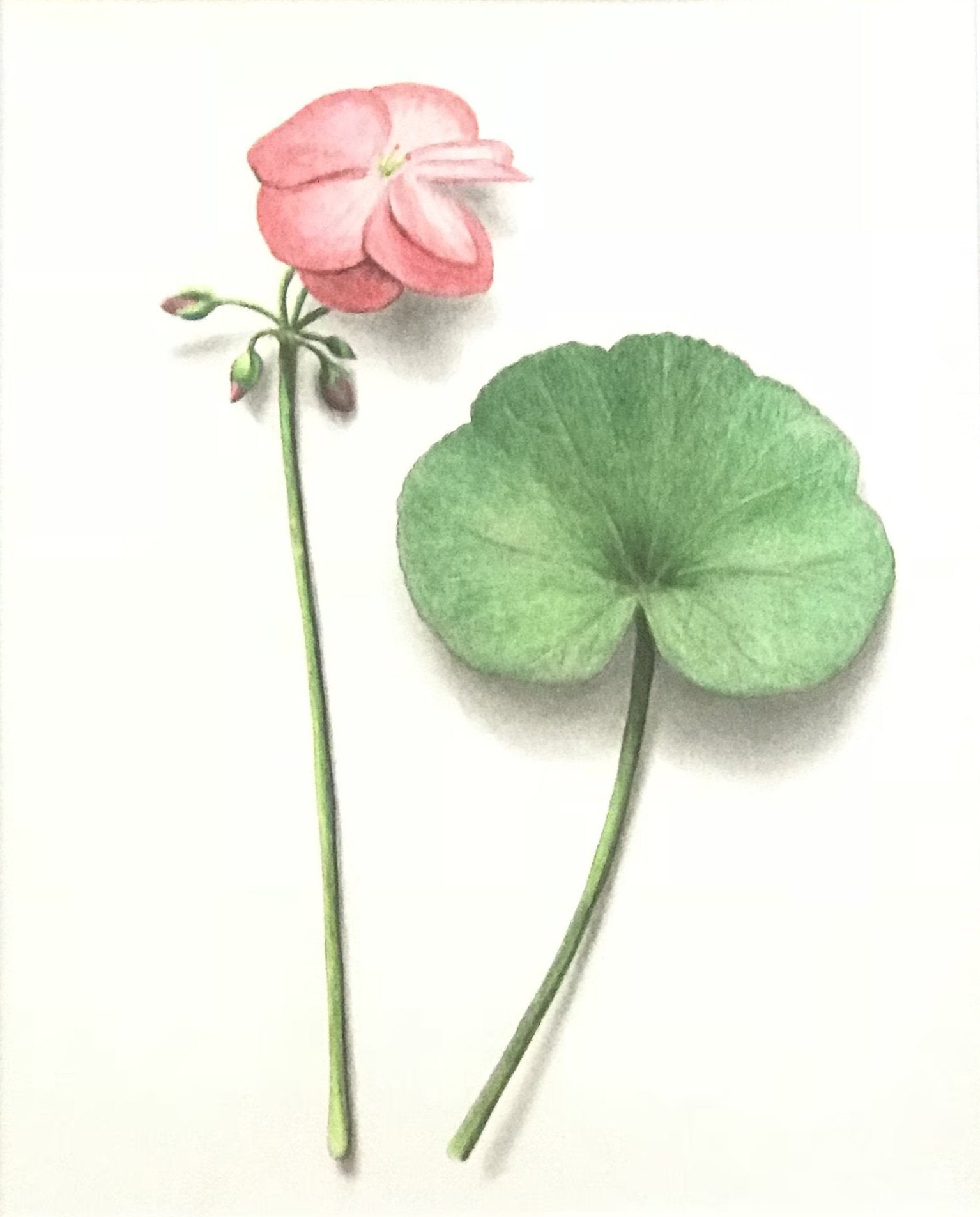 Botanical I