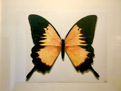 Butterfly Study 3