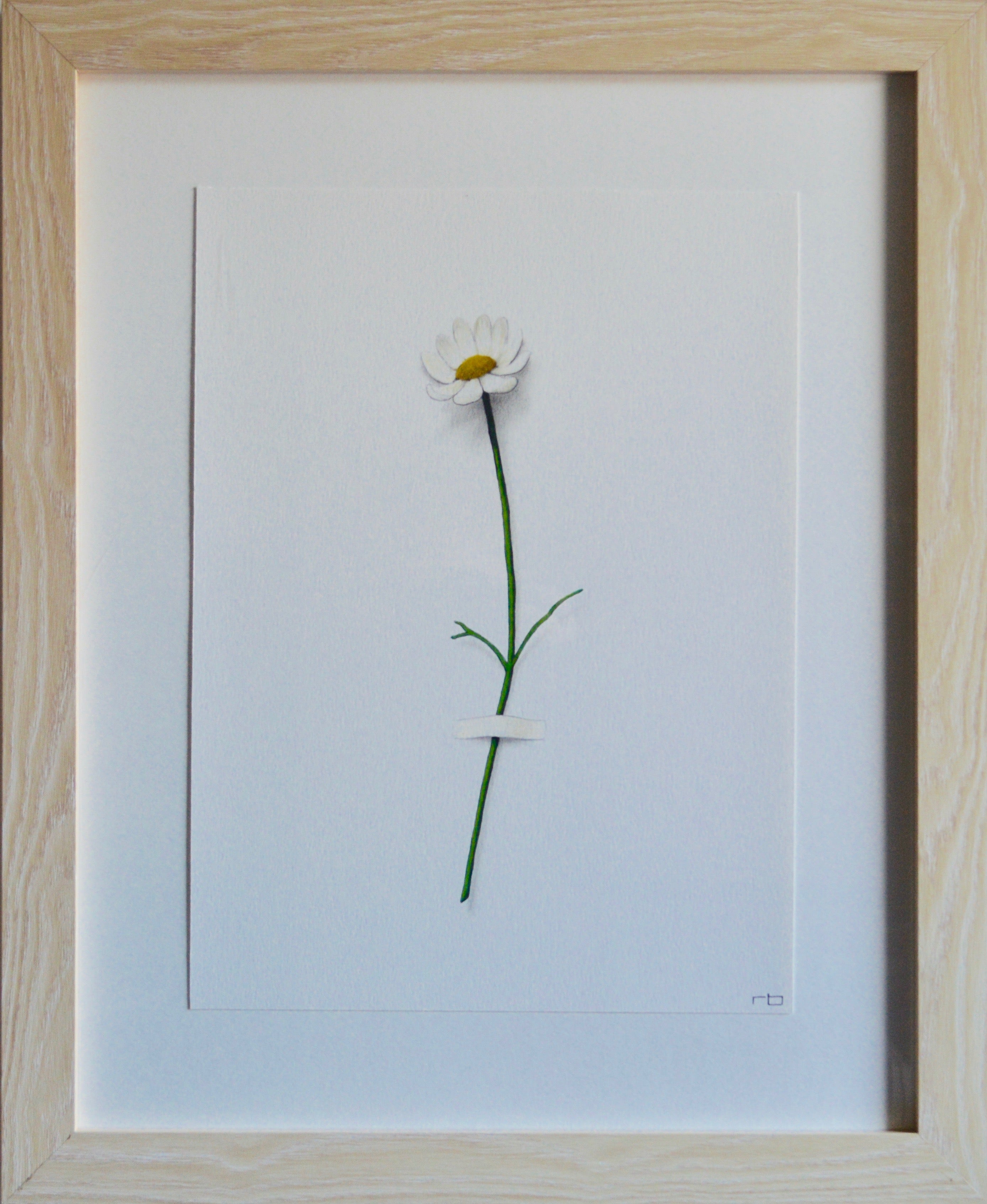 Daisy Flower