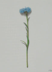 Flower Study