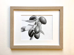 Loose Olive Study