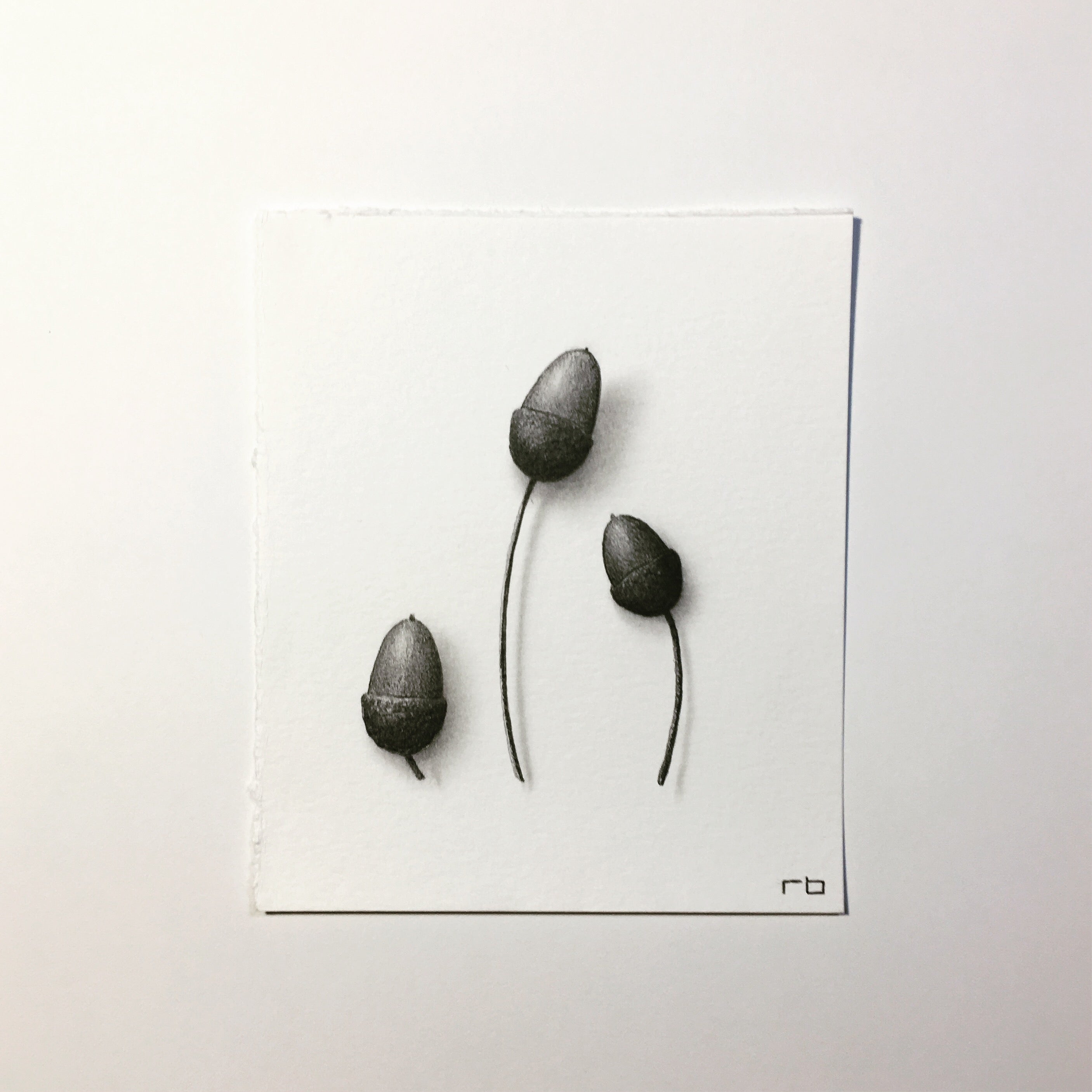 Petite Acorn III