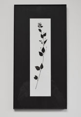 Plant Study II