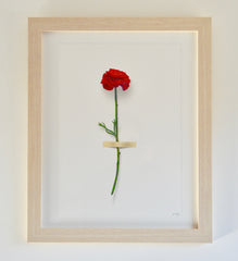 Red Flower Study
